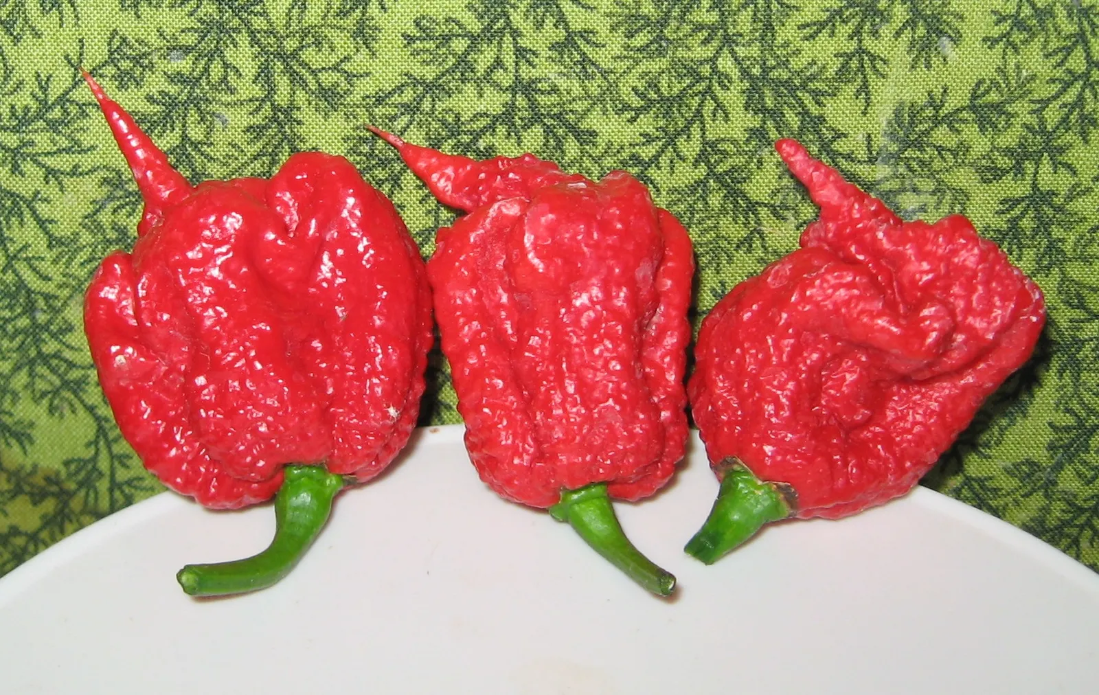 Des piments Carolina Reaper, parmi les plus forts du monde