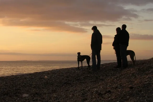 Des chiens sur une plage en bord de mer