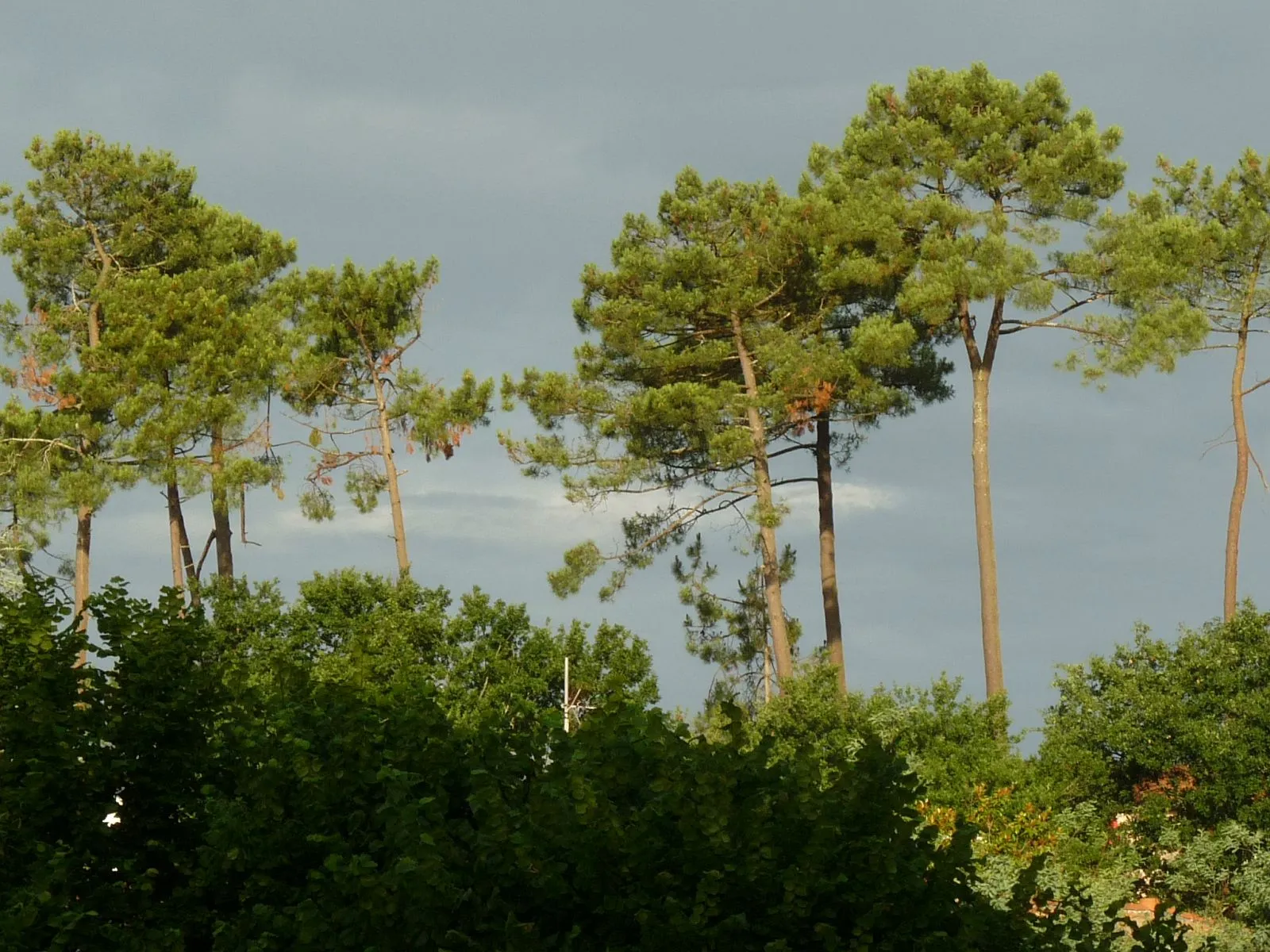 Une forêt de pins maritimes dans les Landes