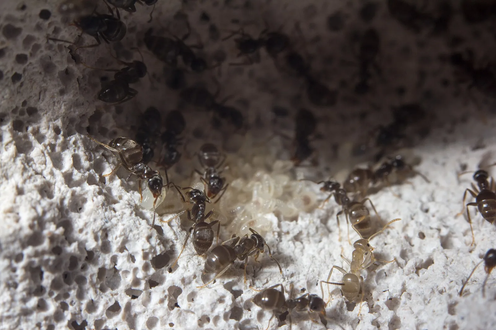 Des fourmis noires de jardin dans une fourmilière d'observation