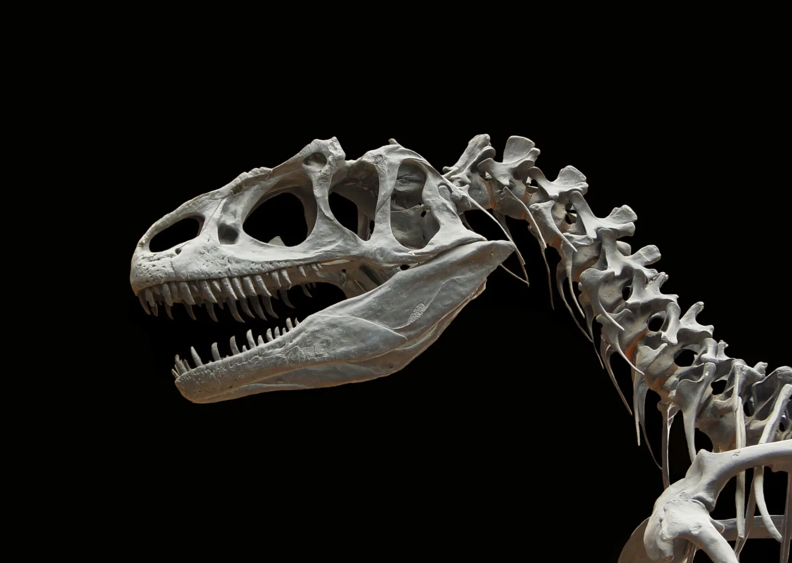 Un squelette de dinosaure exposé au Muséum national d'Histoire naturelle
