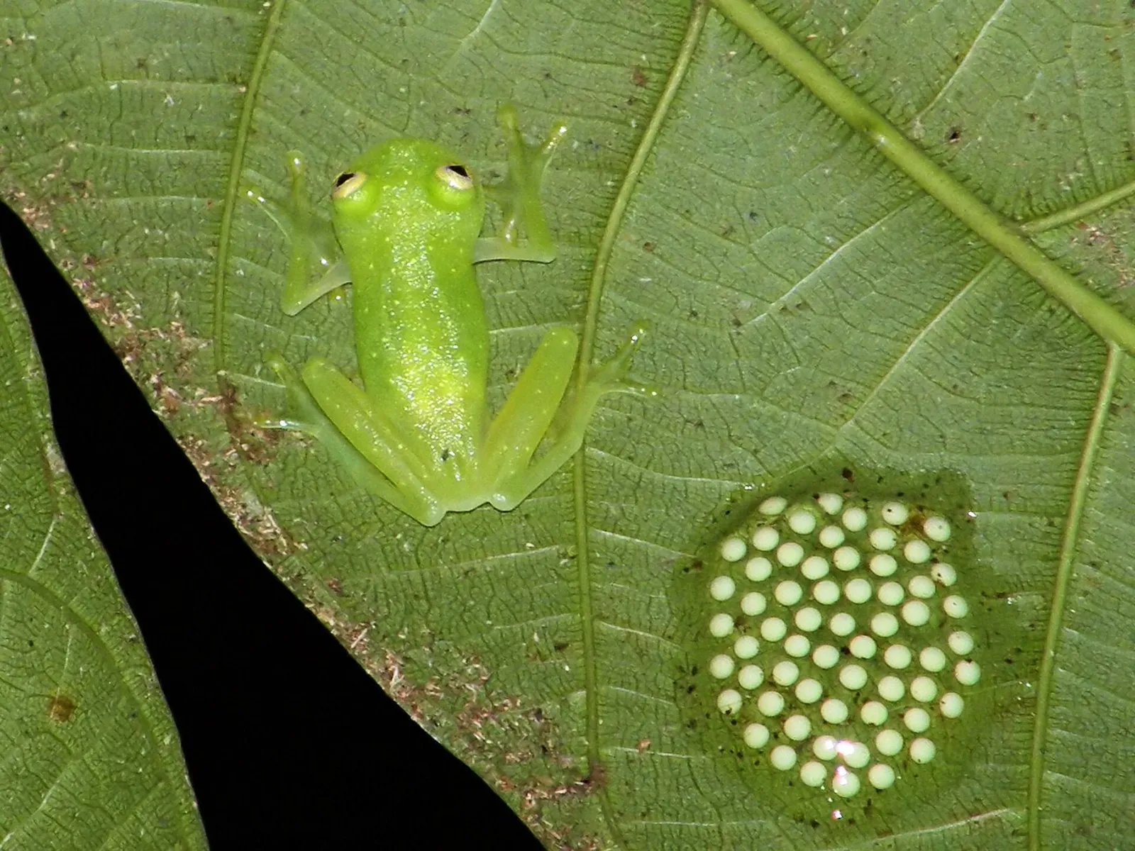 Une grenouille de verre, au corps translucide, posée sur une feuille