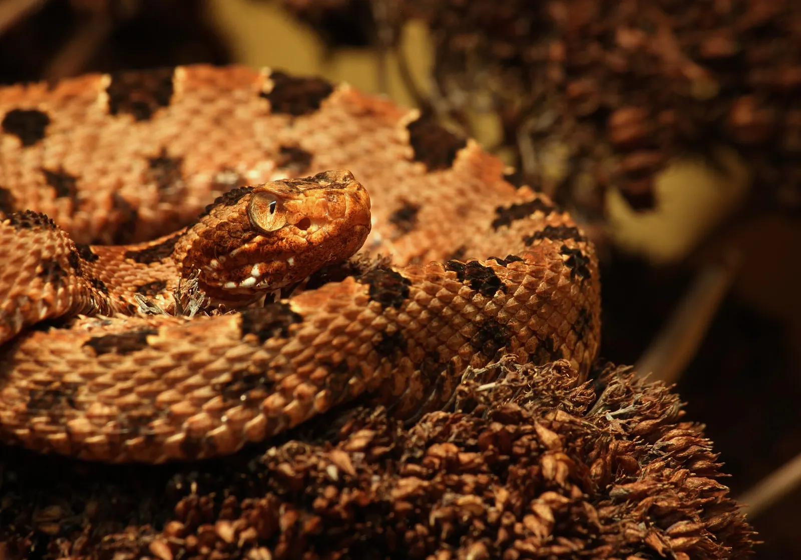 Un serpent à sonnette pygmée (Sistrurus miliarius)