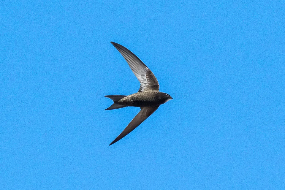Un martinet noir (Apus apus) en vol