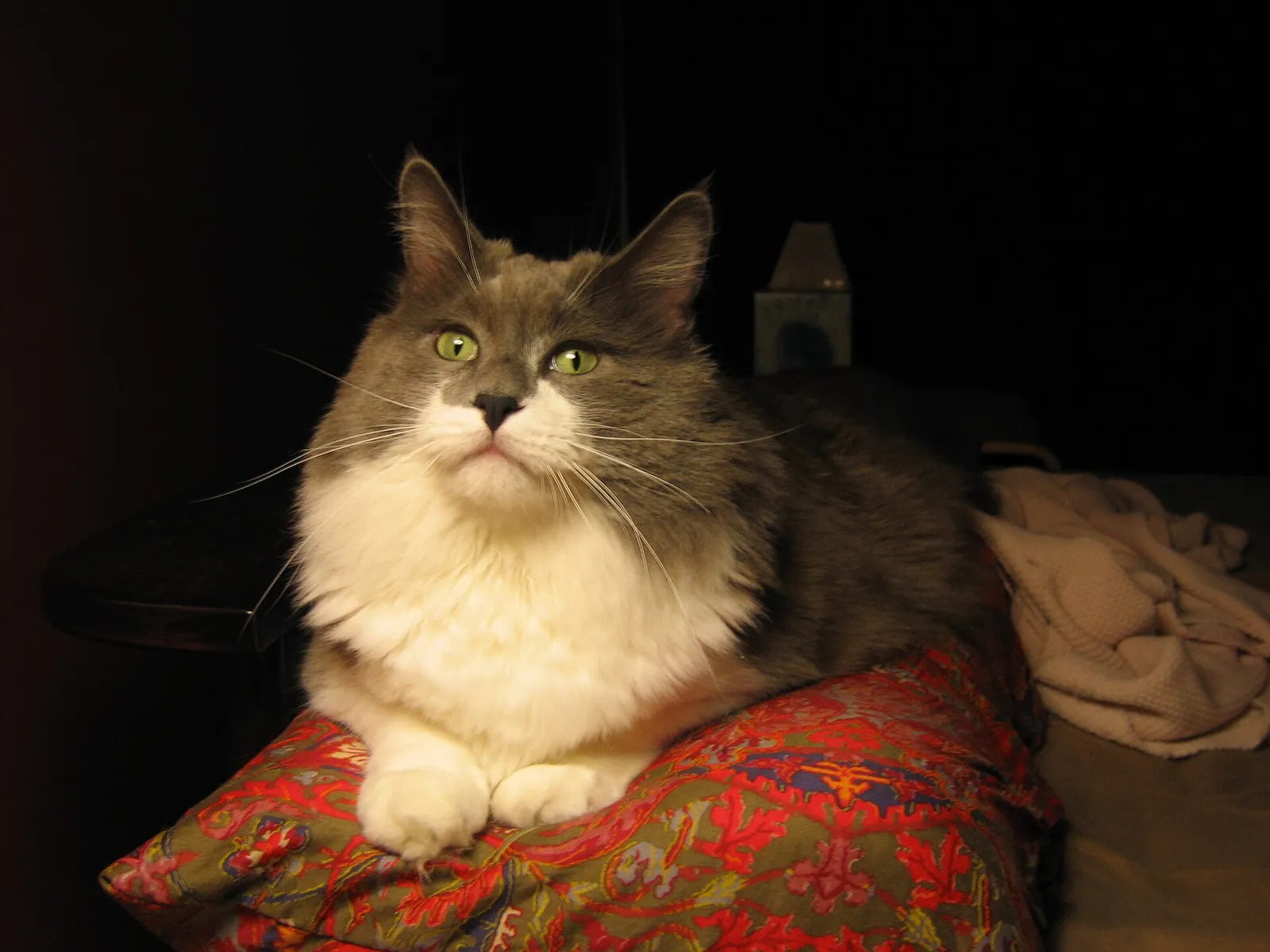 Portrait d'un chat au repos