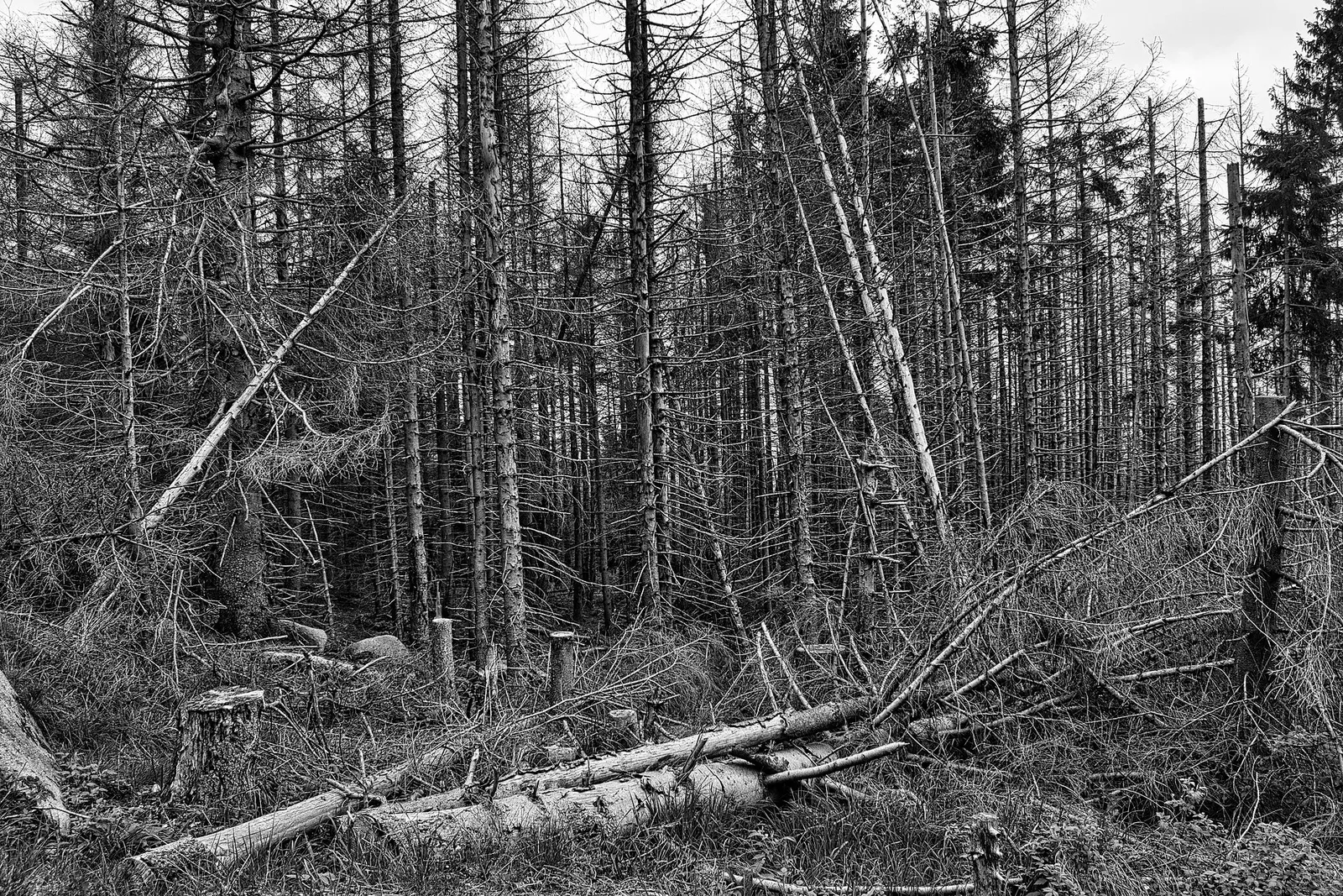 Forêt d'épicéas dépérie (illustration)