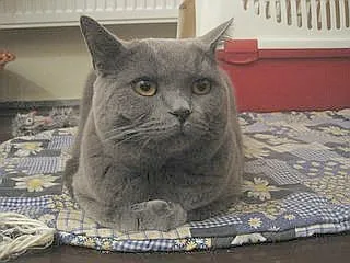 Un chat British Shorthair gris (illustration)