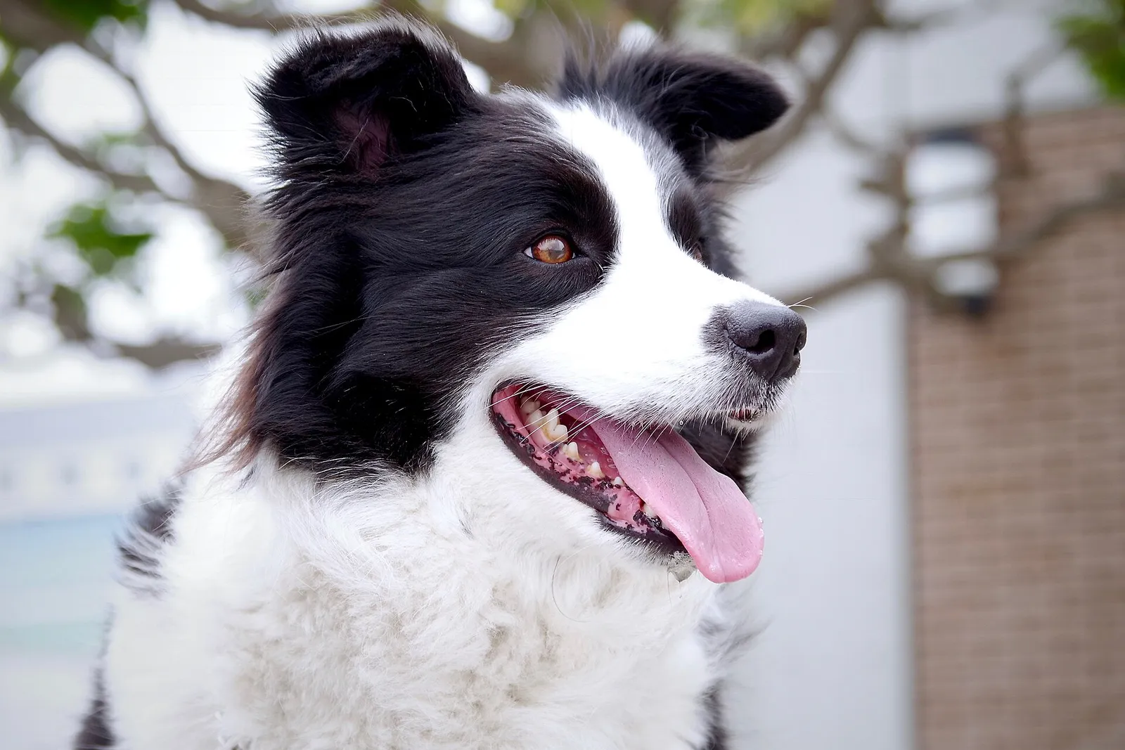 Un chien haletant par forte chaleur