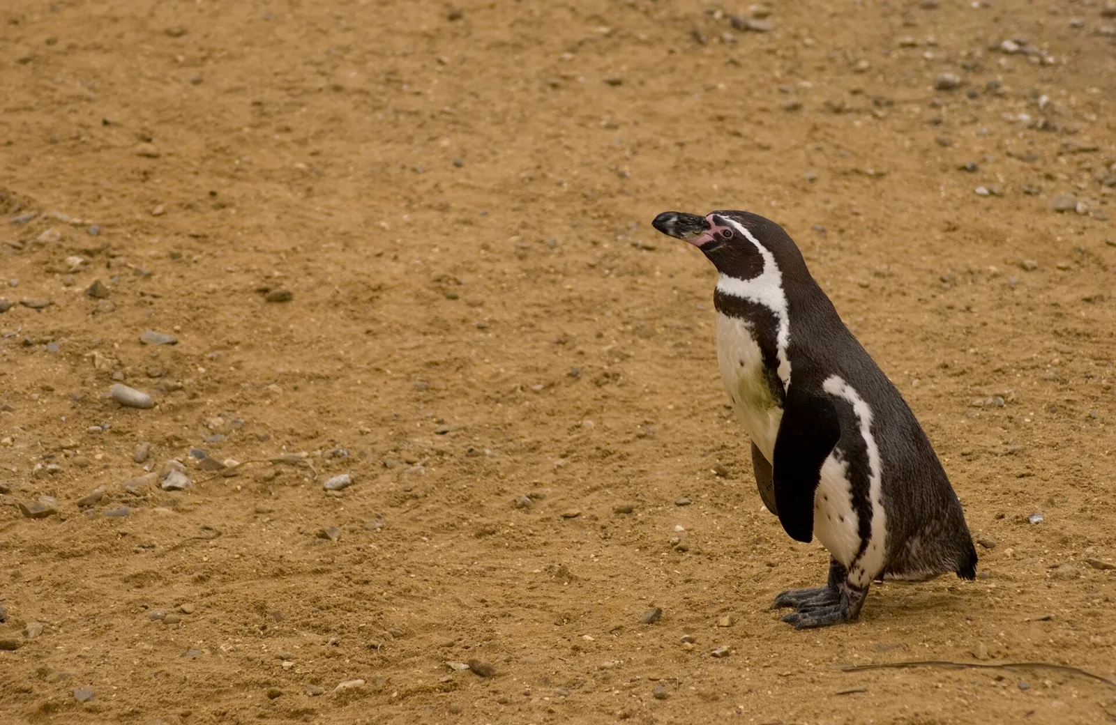 Un manchot de Humboldt dans un parc animalier (illustration)