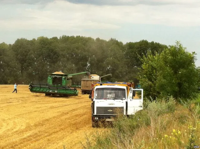 La moisson du blé dans un champ (illustration)