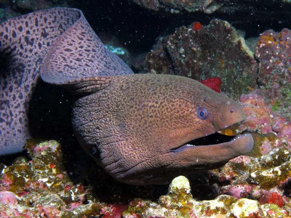Une murène géante dans un récif de la mer Rouge